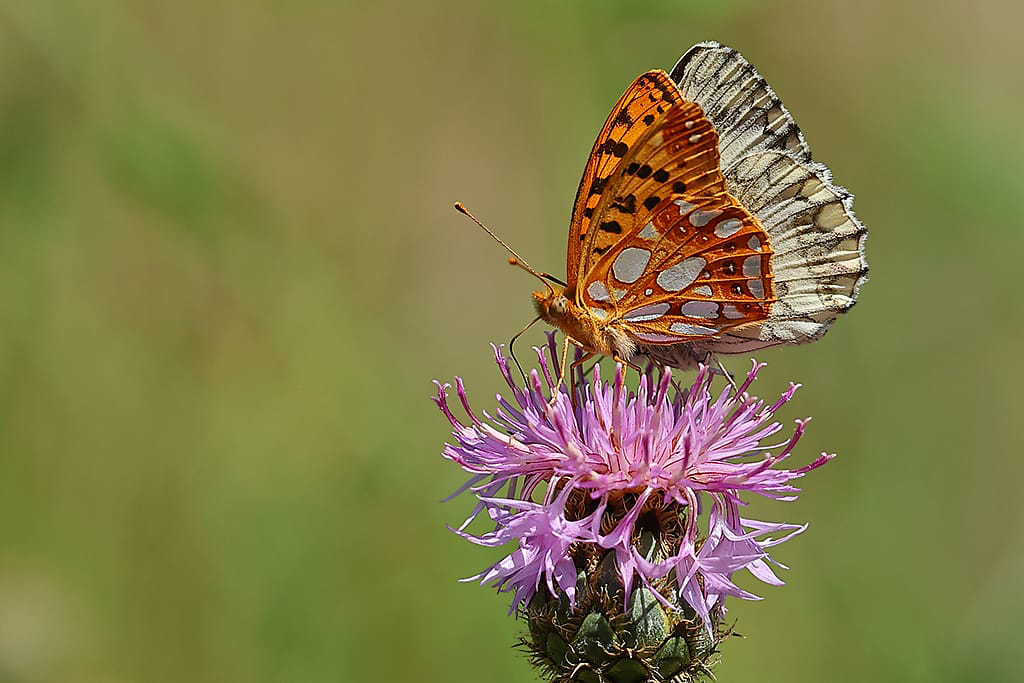 Greenwings's tweet image. A few picture postcards sent back to us from our Picos de Europa butterfly tour in Spain, led by Patrick Barkham.