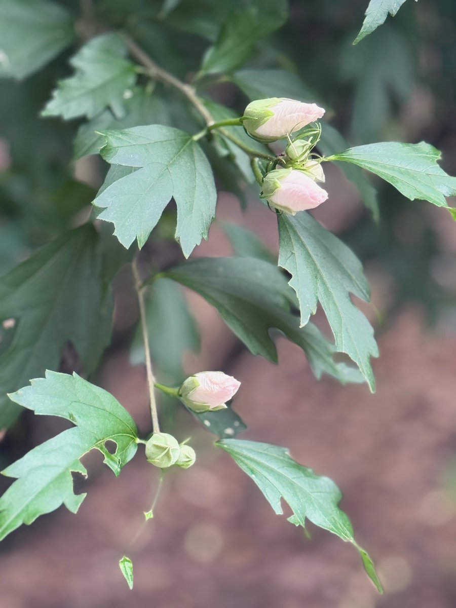 무궁화 꽃을 1년 만에 다시 봤어요.
저녁 운동하러 간 공원에서요.
여름이면 흔히 보던 무궁화인데,
올해는 유난히 기분이 복잡했어요.
꽃잎이 갉아먹히고 개미가 들끓어 얼마나
성가실지 잠시 과몰입 해봤어요.