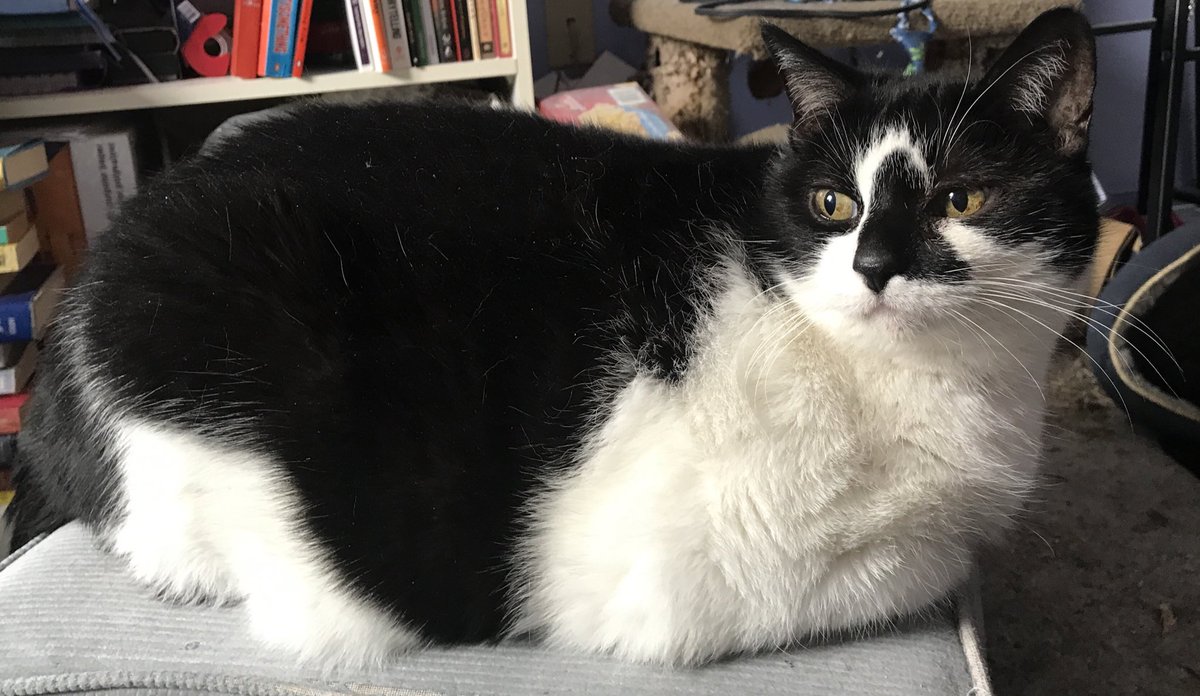 The Joy Of Cats 🫶🇨🇦 (@joyofcats) on Twitter photo <a href="/VitCza/">Rocky 😸Tabitha 😽Bernee🐻🌈Vitcza🌈Barney</a> <a href="/suemonkman29/">Kitty, Cleo, Rosie, Hattie and Lily with Sue</a> <a href="/immaggi/">immaggi & Fairy 🇮🇪</a> <a href="/1gingerbeauty/">Rear Admiral Queen Misha</a> <a href="/AngusMcPussPuss/">Angus 🌈 & Furgus McPussPuss🌻</a> <a href="/LordGraydon/">Ms. Savoy & Mr. Sanderson @LordGraydon</a> <a href="/fluffybasil/">Teddy, Pumpkin Pie & Magic</a> <a href="/carolineCMCE/">Cleo 🐾</a> <a href="/Ilovemeowmakers/">Fiona🐈 atAngel Kiki’s place🌈🕊️🦋🕊</a> <a href="/craigsrex/">Shelby & Freda &Clinty 🌈</a> <a href="/mhmelbourne/">Penny, Sam #RIPMrTibbs/Minnie🌈 😿💔🕯️</a> <a href="/Rosie_fluffybun/">Reggie 🐰 RIP boof Pixie 🌈💔</a> <a href="/The_Bollies/">The Bollies</a> <a href="/_thecatsays_/">Sundance</a> <a href="/DonnaLeeThomps8/">Donna-Lee 🌈🌈 Buddy Basil Clinton LG Mo Maui🌈🌈</a> <a href="/NHVNaturalPet/">NHV Natural Pet</a> <a href="/catcalledmerlot/">A Cat Called Merlot</a> <a href="/TheCatMalice/">Malice & Mayhem 🩵#ZSHQ</a> Your flirting doesn’t work with me, Romeo! 😼😼😼. I see through your palaver! *Now, if you were to lace it with 🌿☘️🍀🍃🪴🌱 . . . You may stand a chance!* <a href="/VitCza/">Rocky 😸Tabitha 😽Bernee🐻🌈Vitcza🌈Barney</a> <a href="/suemonkman29/">Kitty, Cleo, Rosie, Hattie and Lily with Sue</a> <a href="/immaggi/">immaggi & Fairy 🇮🇪</a> <a href="/1gingerbeauty/">Rear Admiral Queen Misha</a> <a href="/AngusMcPussPuss/">Angus 🌈 & Furgus McPussPuss🌻</a> <a href="/LordGraydon/">Ms. Savoy & Mr. Sanderson @LordGraydon</a> <a href="/fluffybasil/">Teddy, Pumpkin Pie & Magic</a> <a href="/carolineCMCE/">Cleo 🐾</a> <a href="/Ilovemeowmakers/">Fiona🐈 atAngel Kiki’s place🌈🕊️🦋🕊</a> <a href="/craigsrex/">Shelby & Freda &Clinty 🌈</a> <a href="/mhmelbourne/">Penny, Sam #RIPMrTibbs/Minnie🌈 😿💔🕯️</a> <a href="/Rosie_fluffybun/">Reggie 🐰 RIP boof Pixie 🌈💔</a> <a href="/The_Bollies/">The Bollies</a> <a href="/_thecatsays_/">Sundance</a> <a href="/DonnaLeeThomps8/">Donna-Lee 🌈🌈 Buddy Basil Clinton LG Mo Maui🌈🌈</a> <a href="/NHVNaturalPet/">NHV Natural Pet</a> <a href="/catcalledmerlot/">A Cat Called Merlot</a> <a href="/TheCatMalice/">Malice & Mayhem 🩵#ZSHQ</a> Your flirting doesn’t work with me, Romeo! 😼😼😼. I see through your palaver! *Now, if you were to lace it with 🌿☘️🍀🍃🪴🌱 . . . You may stand a chance!*