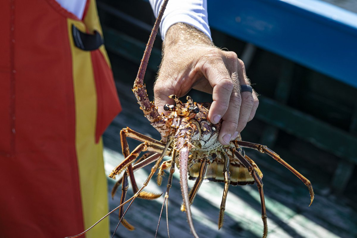 PSA: Spiny Lobster Mini Season will only be taking place July 30th and 31st! 🦞

There will be no one-day bonus season for Florida residents outside these dates.

This is the only opportunity to harvest spiny lobster before the regular season opens on August 6. More info: <a href="/MyFWC/">MyFWC</a>.