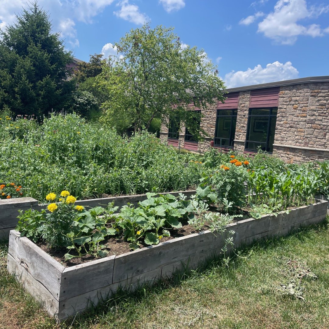 LindnerCtrHope's tweet image. The Hope Garden is thriving! 🍉🌼 From planting to watering and weeding, patients across various levels of care have rolled up their sleeves and shown off their green thumbs. We're beginning to see the fruits (and veggies!) of our labor! 🍅🫛