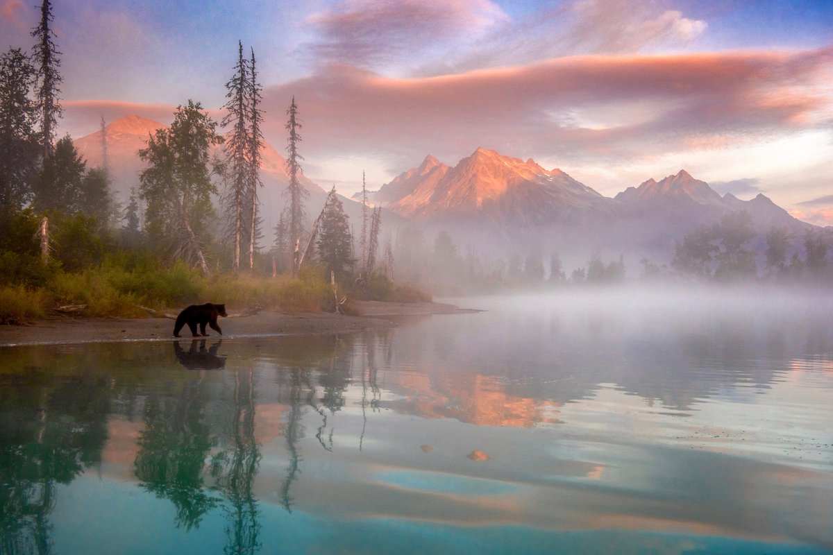 Wild Alaska at its core. A bear steps into the frame at just the right moment, surrounded by mist, mountains, and morning light in Lake Clark National Park. 

Have a great Sunday! 

Photo by Molly McCormick