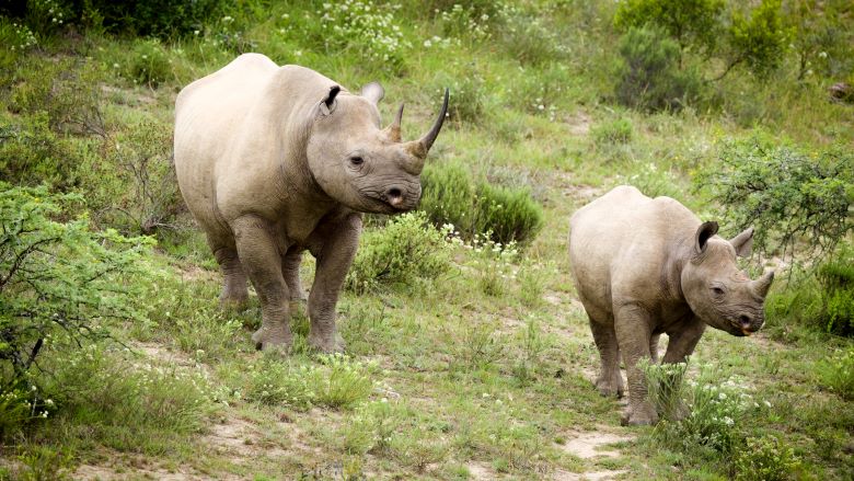WBG_Environment's tweet photo. Local voices help lead: from tribal authorities to young influencers, South Africans are shaping the wildlife economy. In South Africa’s #GlobalWildlifeProgram project, rural communities help lead conservation – and people & nature thrive.
https://t.co/hX1YtXdPOM
#WWD2025 https://t.co/x5CTz7HBlN