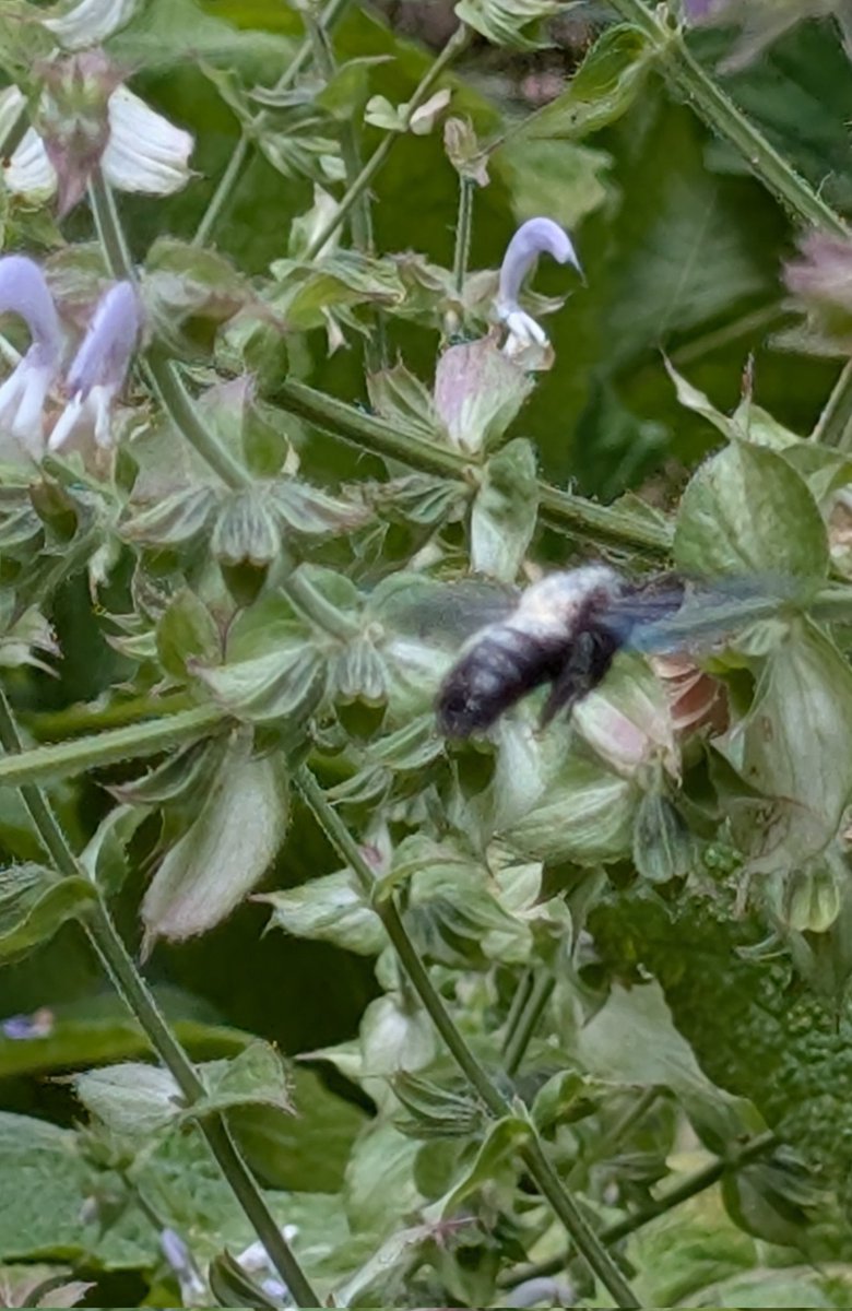 Bruh, was ist das bitte für eine Biene???