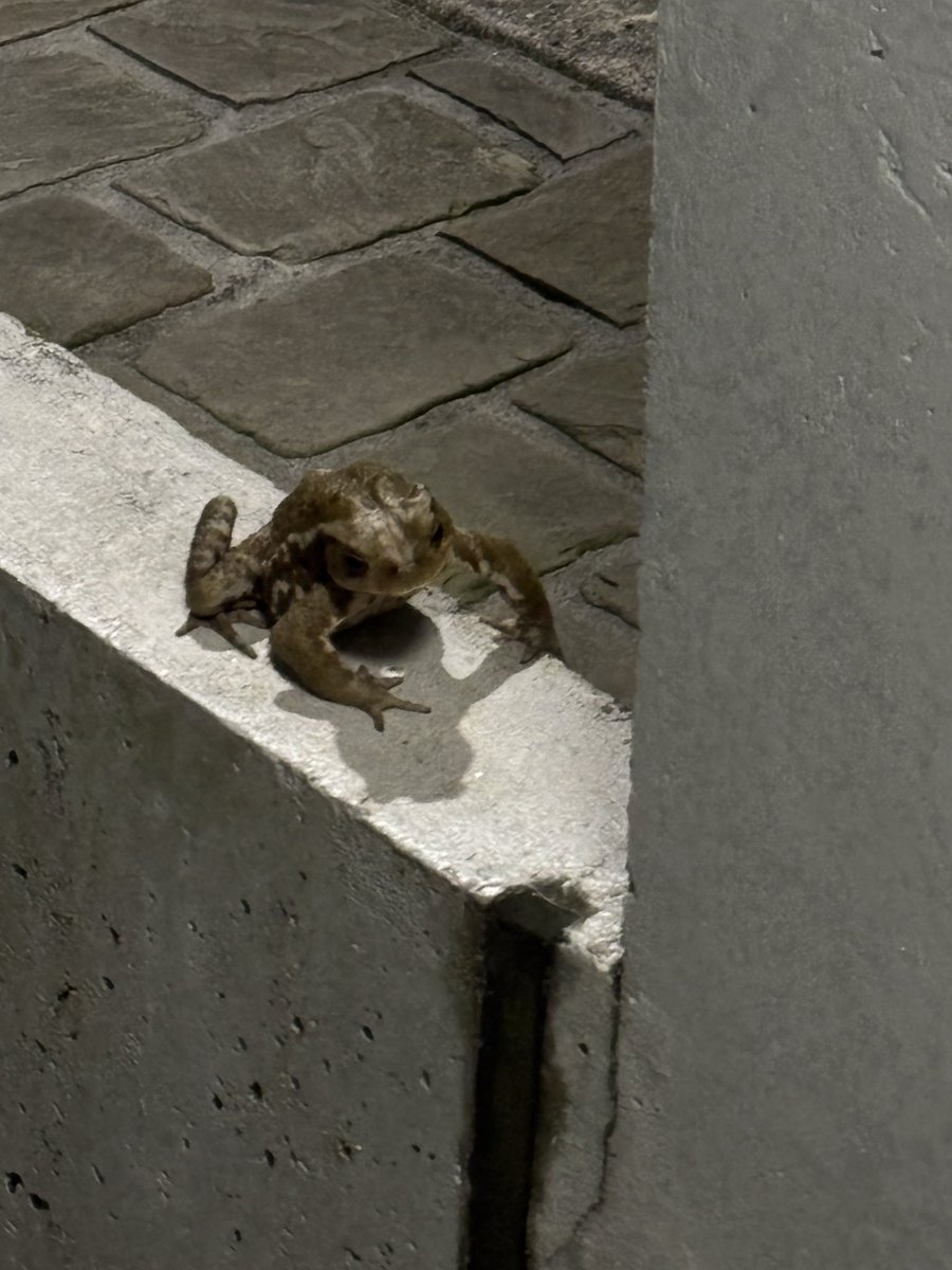 置物かと思ったら動いてクソびびった