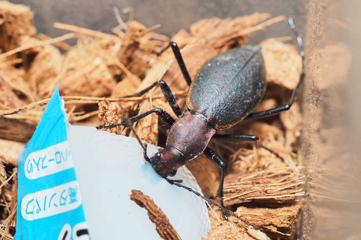 ツシマフトギス
ツシマカブリモドキ