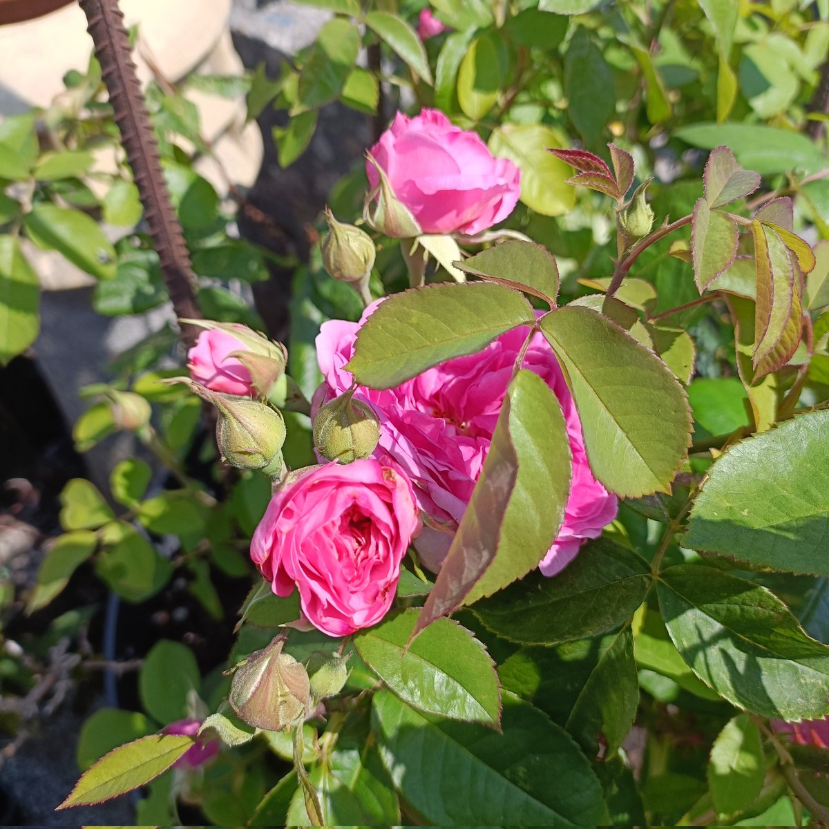 My Gertrude Jerkyll rose putting on a spectacular display of sight and old fashioned tea rose scent