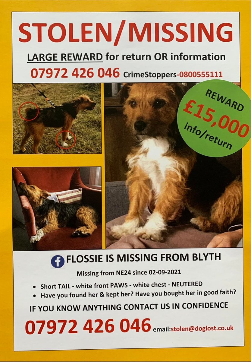 £15,000 REWARD FOR SAFE RETURN OF #MISSING FLOSSIE

Flossie's family are left with only loss &amp; a lot of questions

Does someone have Flossie who isn't coming forward? We need to hear from you

Last seen #SeatonSluice #Blyth #Northumberland #NE26 2 September 2021 #stolendoghour