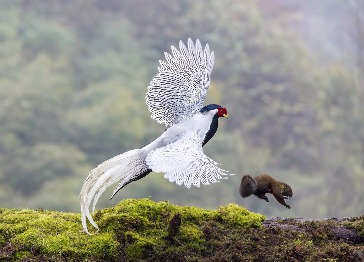 linjianyangbe's tweet image. male Silver Pheasant (白鹇, Lophura nycthemera) and its squirrel friend, in Sichuan province.
Large and spectacular pheasant found in forested areas, it is under second-class state protection in #China. ❤二筒
#birds #BirdsSeenIn2025
#Nature #Peace #Chinese