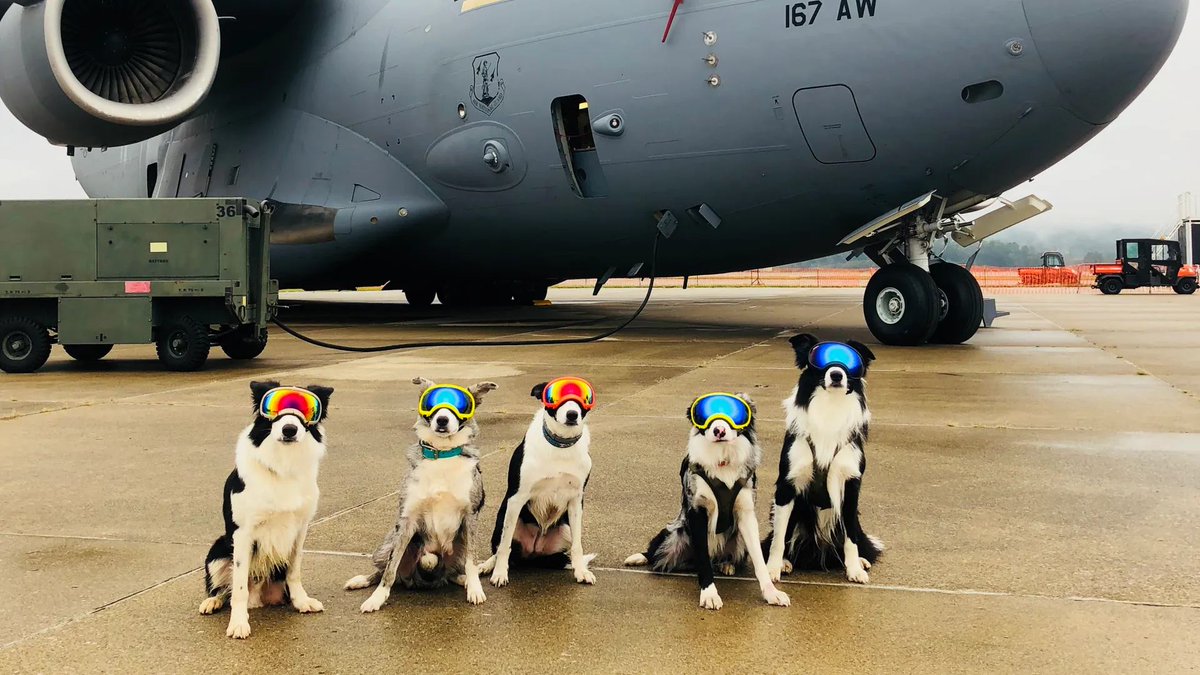 Border collies and weather forecasts work together behind the scenes at airports to prevent bird strikes — most of the time without you even knowing it's happening. weather.com/travel/news/20…