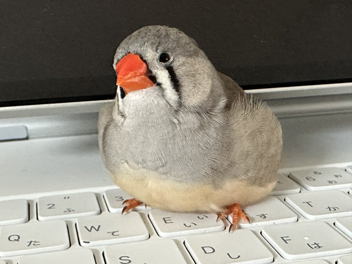 akitama_sms's tweet image. 🕊️エアロスミス
穏やかで大雑把な性格
ちょっとしたことで動揺しない
コーンが好き
ナデナデ好き
優しい声で鳴く
🕊️もちもちだいふく
臆病で攻撃的な性格
めちゃビビリ
着地が下手で度々ズザァてなる
すぐ喧嘩売る
でも甲斐甲斐しくツクツクしてあげるし巣作りもする
全力で鳴く