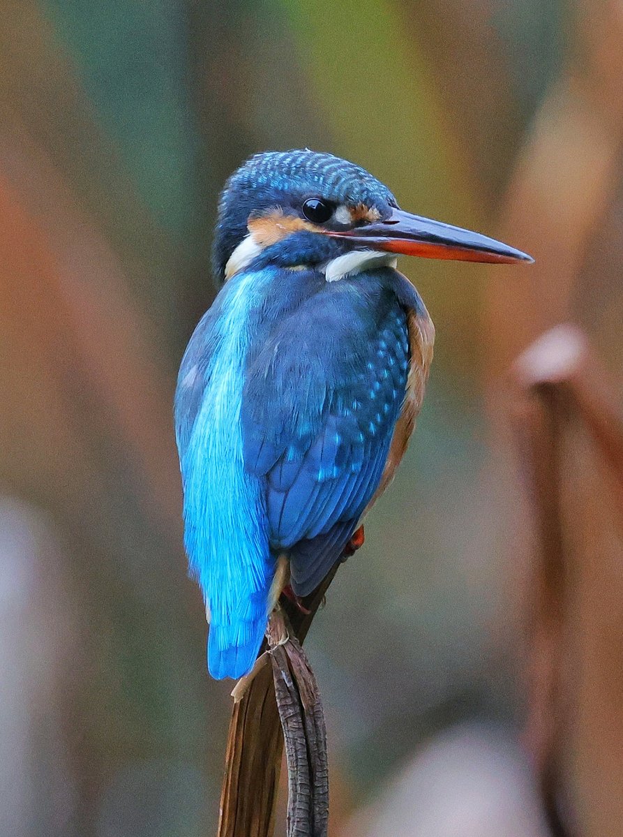 linjianyangbe's tweet image. female Common Kingfisher (普通翠鸟,Alcedo atthis).
The female has an orange-reddish lower mandible (the bottom half of the beak).
There are 90 species of kingfisher worldwide. ❤祝宝中
#birds #BirdsSeenIn2025
#Nature #Peace #China