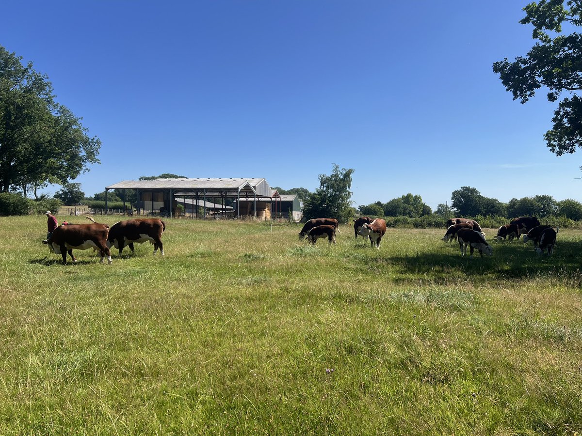 Boycefield Herefords tweet media