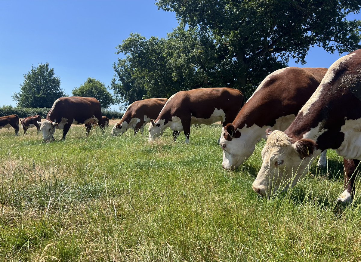 Boycefield Herefords tweet media