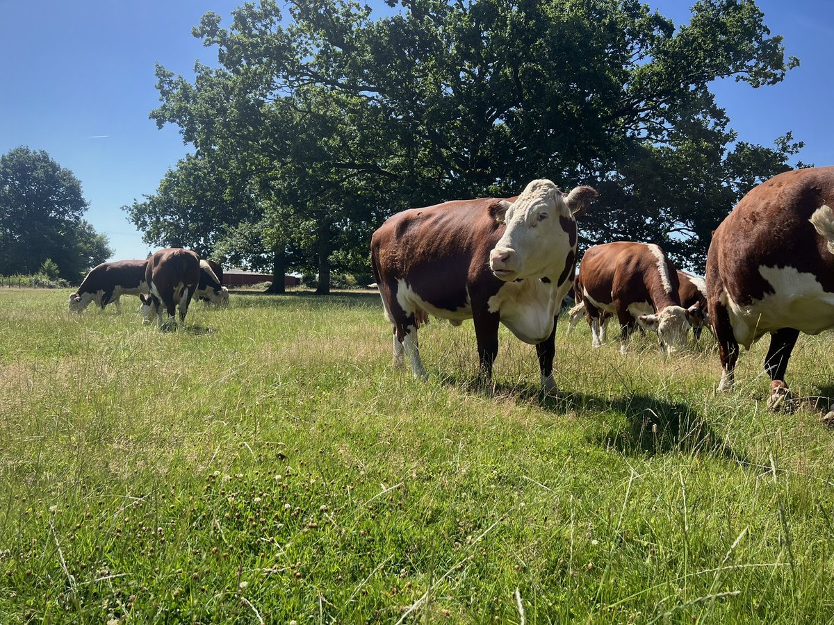 Boycefield Herefords tweet media