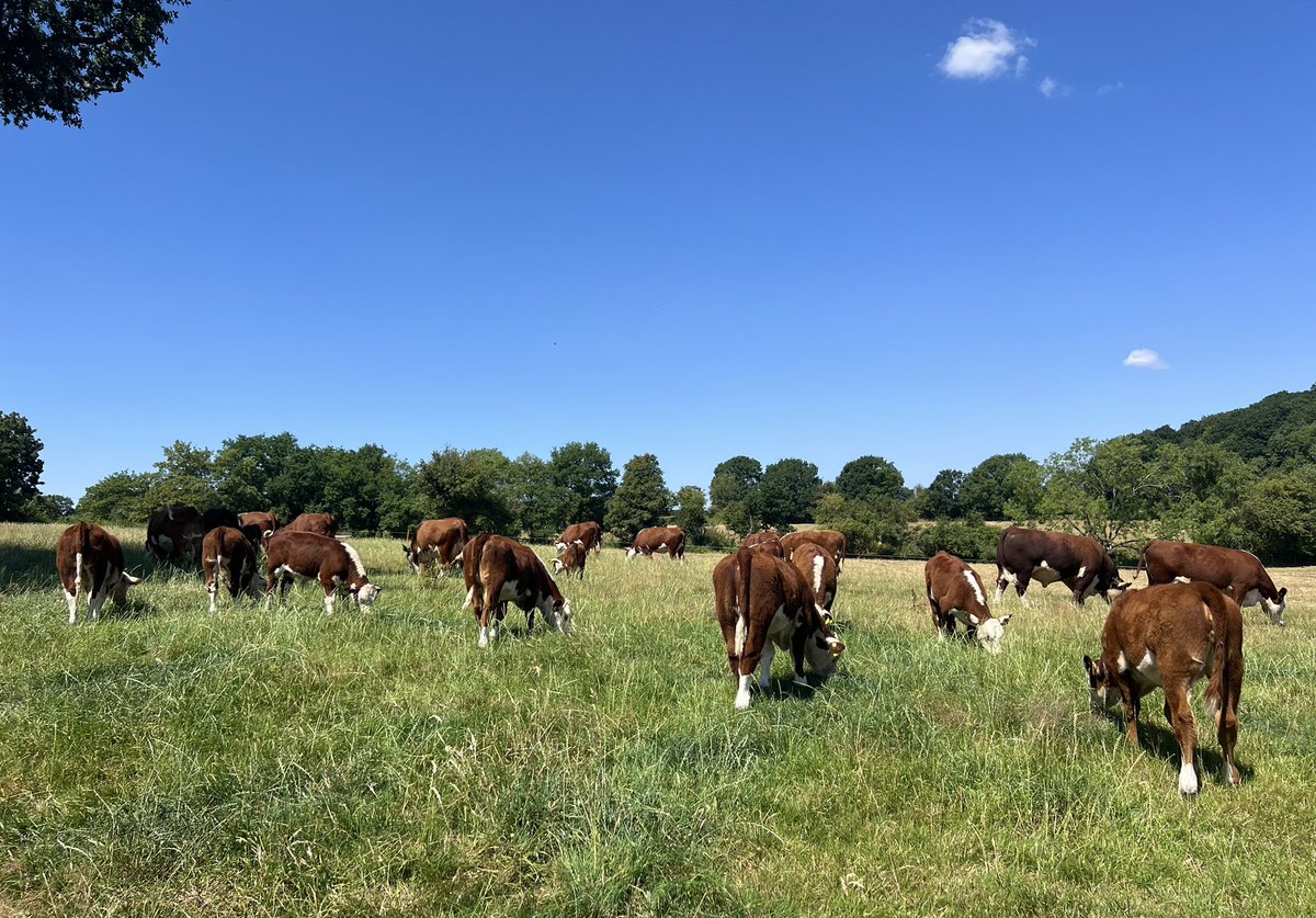 Boycefield Herefords tweet media