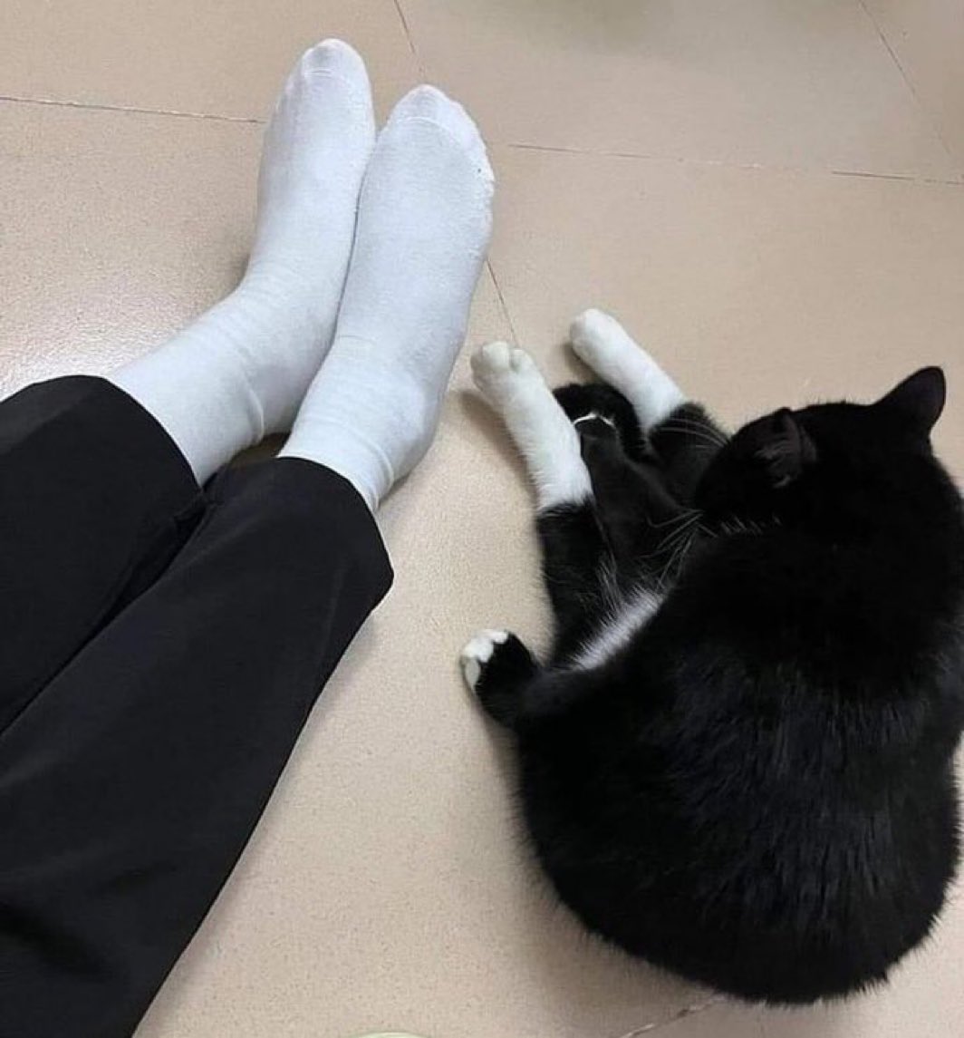 We don't deserve cats 😺 tweet media
