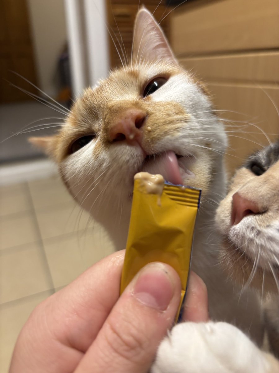 binkywinkywoo's tweet image. nMMNNmNN GOGURT