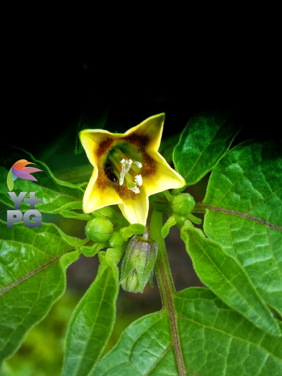Goldenberry flowers bloom in the rainy season

#photography #photo  #photograph #photooftheday #photographylovers #PhotographyIsArt #nature #naturelove #NatureIsAmazing #naturescenery #naturelover #macro #macrophotography