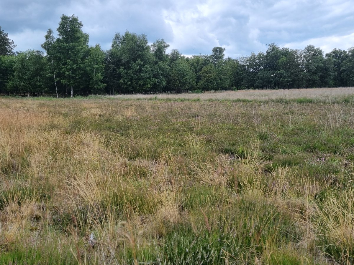 In november ’24 was veel heide nog weinig vergrast (links). Enkele maanden later staakten de schapen hun heidebeheer. De foto rechts is van vandaag: de vergrassing is zichtbaar fors toegenomen. 
Een interessant gebied om te monitoren wat verlies van schapen doet met heide.