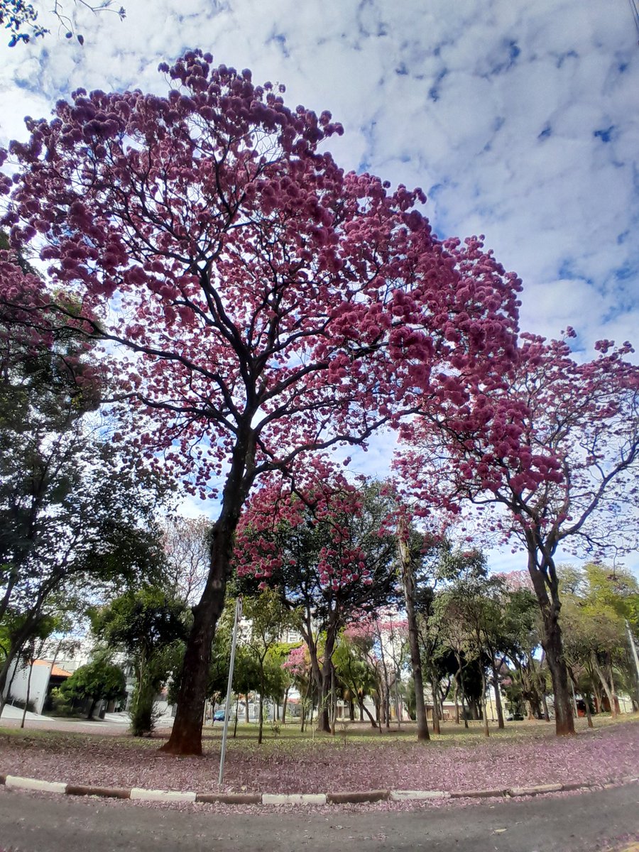 NatanCerqueira2's tweet image. The God I serve is a magnificent artist. The ipês-rosa are out in full strength on this Lord&apos;s Day.