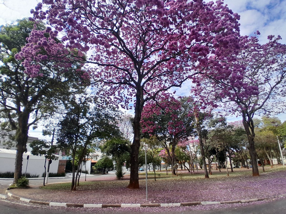 NatanCerqueira2's tweet image. The God I serve is a magnificent artist. The ipês-rosa are out in full strength on this Lord&apos;s Day.