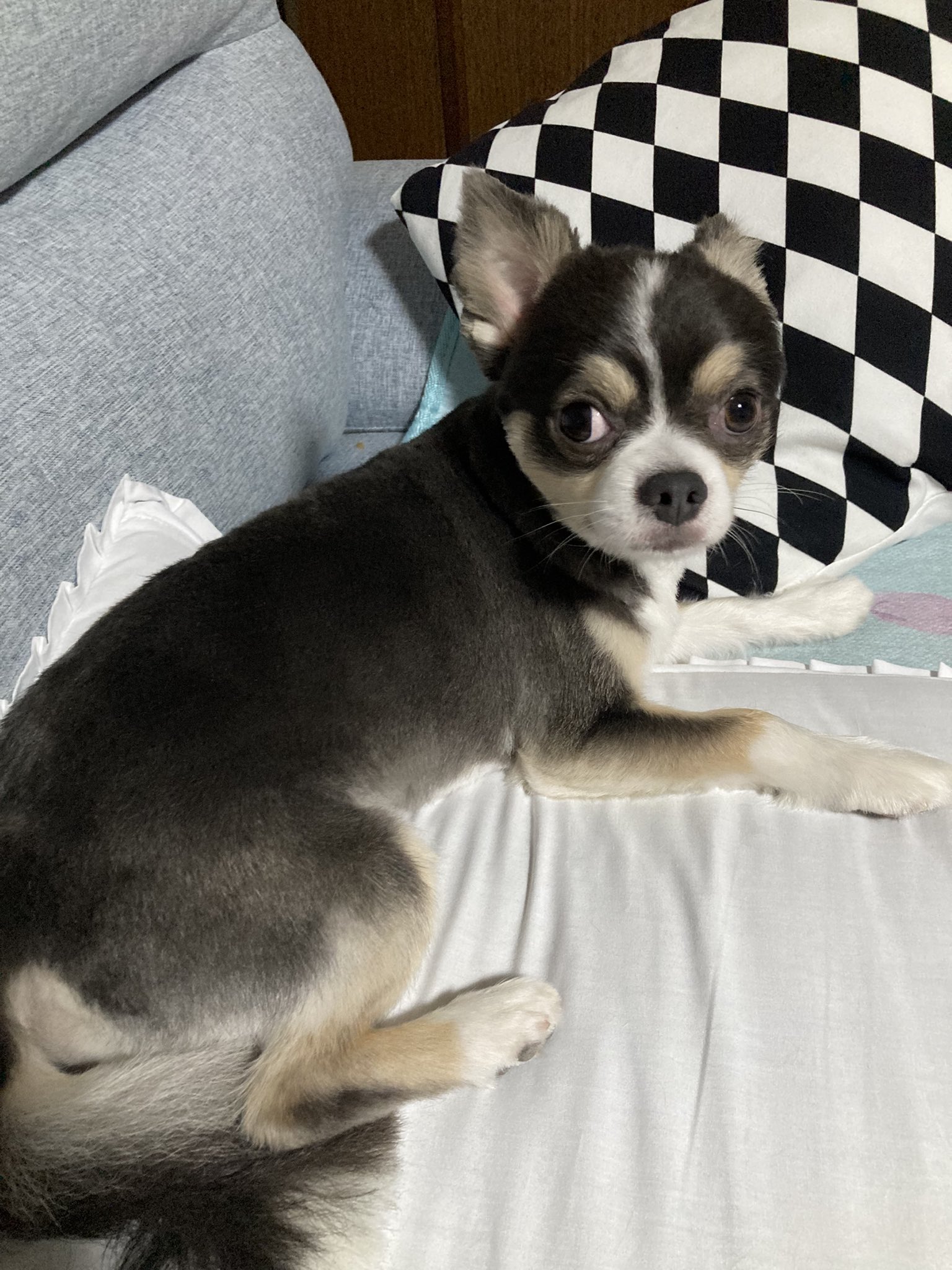きなこはちわわ チワワ きなこちゃん【Chihuahua】 - YouTube