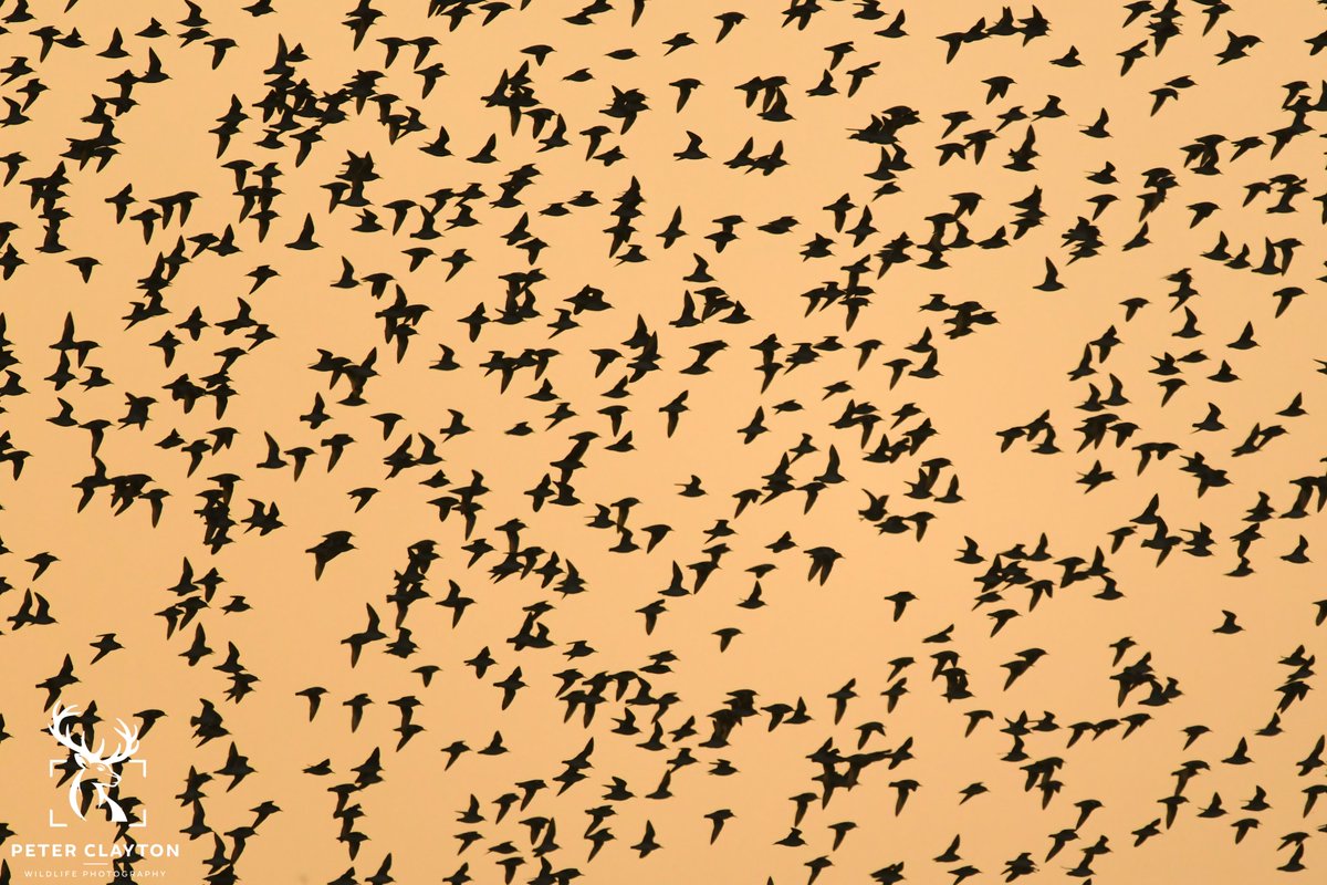 There are few experiences as breathtaking as the Snettisham Spectacular. On my recent trip, thousands of knot swirled across the sky during high tide. #snettishamspectacular #birdwatching #naturelovers #ukwildlife #knotmurmuration #sunrisemagic #birdsinflight #rspbreserves