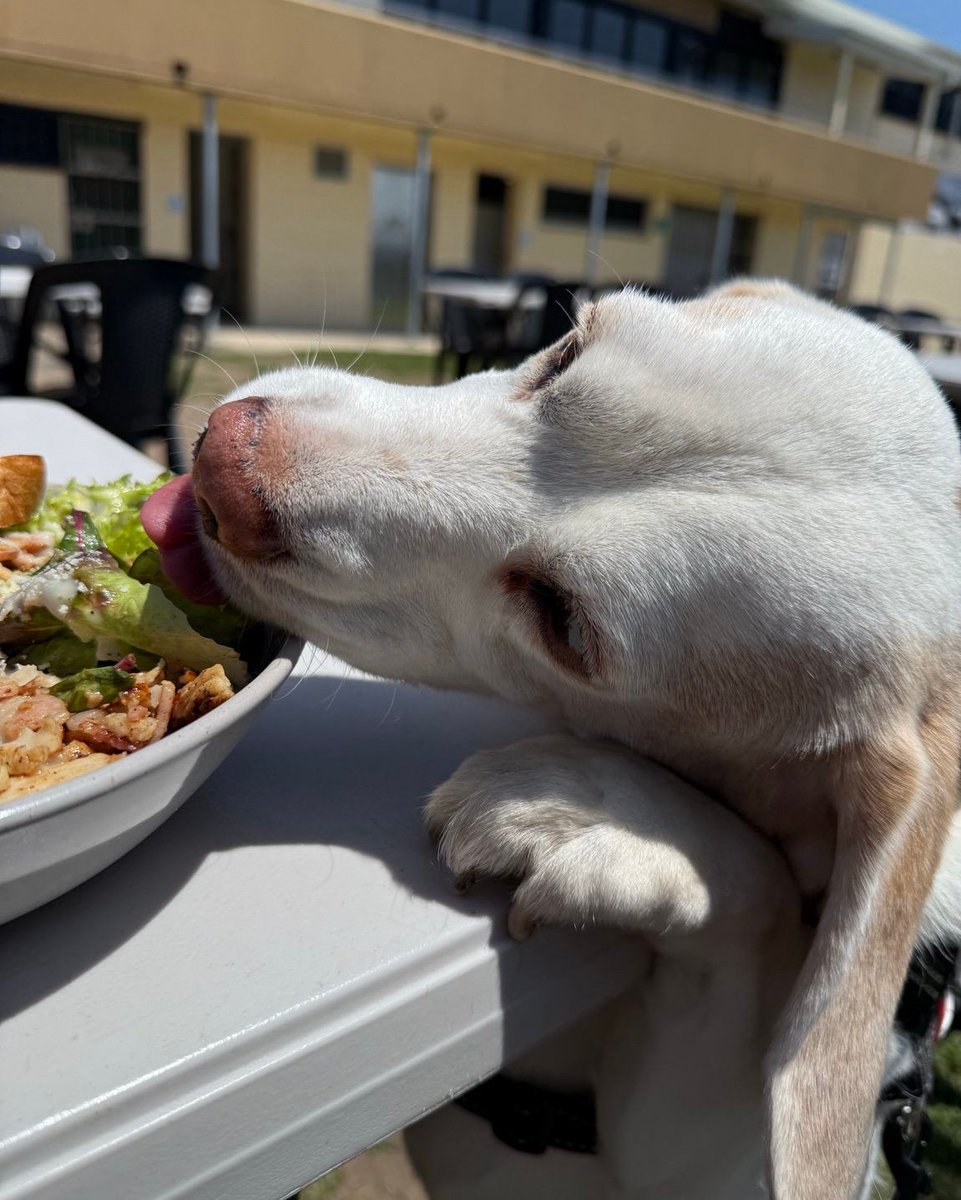The first global assessment of #beagle caregivers reveals these humans contain extraordinary levels of patience, humour, and adaptability. #beaglefacts

📷 <a href="/DysontheBeagle/">Dyson & Hoover - 2 Delinquent Beagle’s, Kindness</a> / Twitter