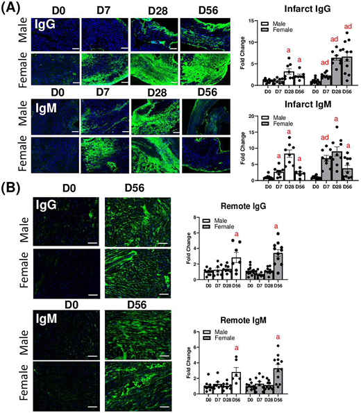 Portland Press (@pppublishing) on Twitter photo Taylor et al analyse the sex differences in the inflammatory autoimmune response to chronic myocardial infarction in new research published in Clinical Science. doi.org/10.1042/cs2024… Taylor et al analyse the sex differences in the inflammatory autoimmune response to chronic myocardial infarction in new research published in Clinical Science. doi.org/10.1042/cs2024…