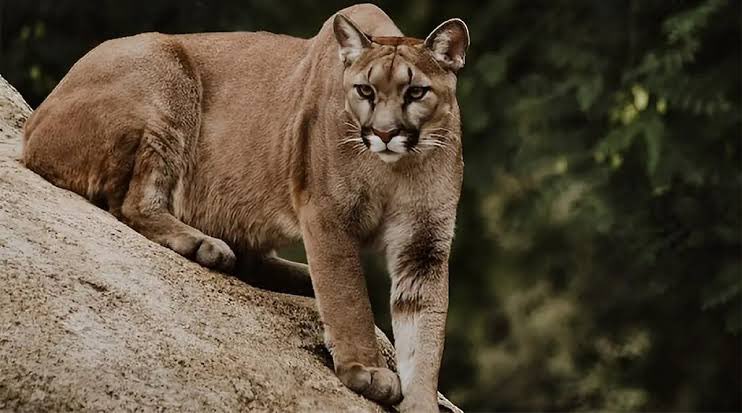 “Aptal PUMA sendromu” nedir⁉️

⚠️Gençler araştırsın, okusun… Biz çok anlattık ama ikna edemedik, yaşayınca acı bir tecrübe olmuştur.
#Subliminal