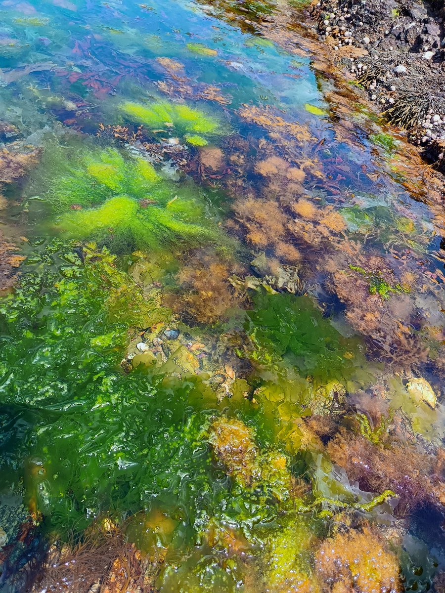 sjrm_mrti's tweet image. Coquillages Port Aux Ânes #shells #NaturePhotography