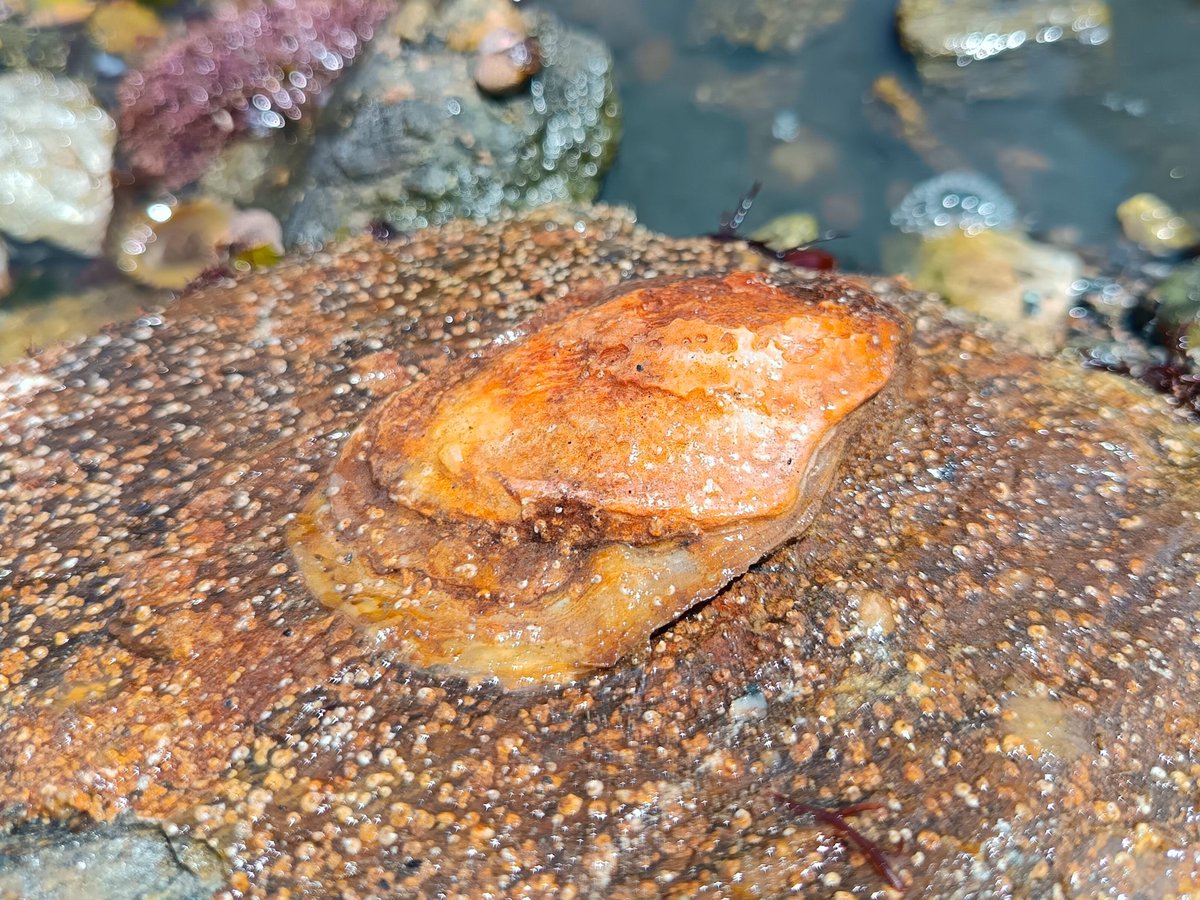 sjrm_mrti's tweet image. Coquillages Port Aux Ânes #shells #NaturePhotography