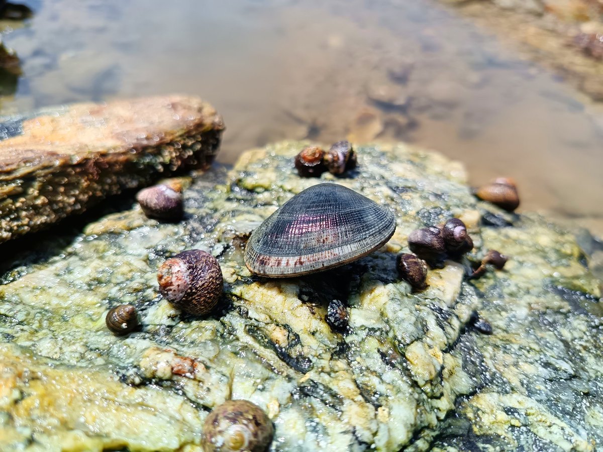 sjrm_mrti's tweet image. Coquillages Port Aux Ânes #shells #NaturePhotography