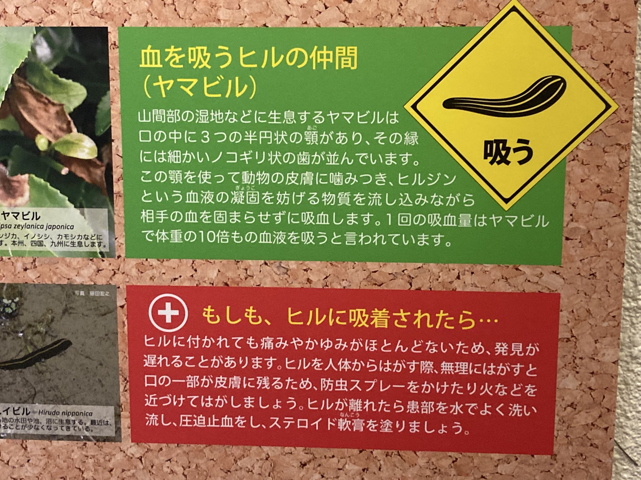 ゆうきにつきご購入はご遠慮ください！ らくがき on X: 