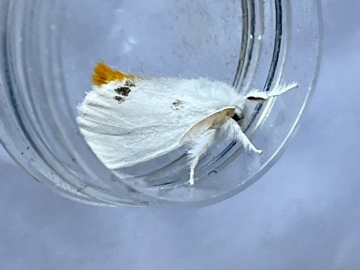 11.7.25. 

579 moths of 104 species. 

Highlights were Herts 3rd Blastobasis rebeli (I also trapped the 2nd in 2022!) and Herts 4th Moitrelia obductella. 

Garden 2nd records of Epinotia nisella, Yellow-tail and Plain Pug were also notable. #teammoth