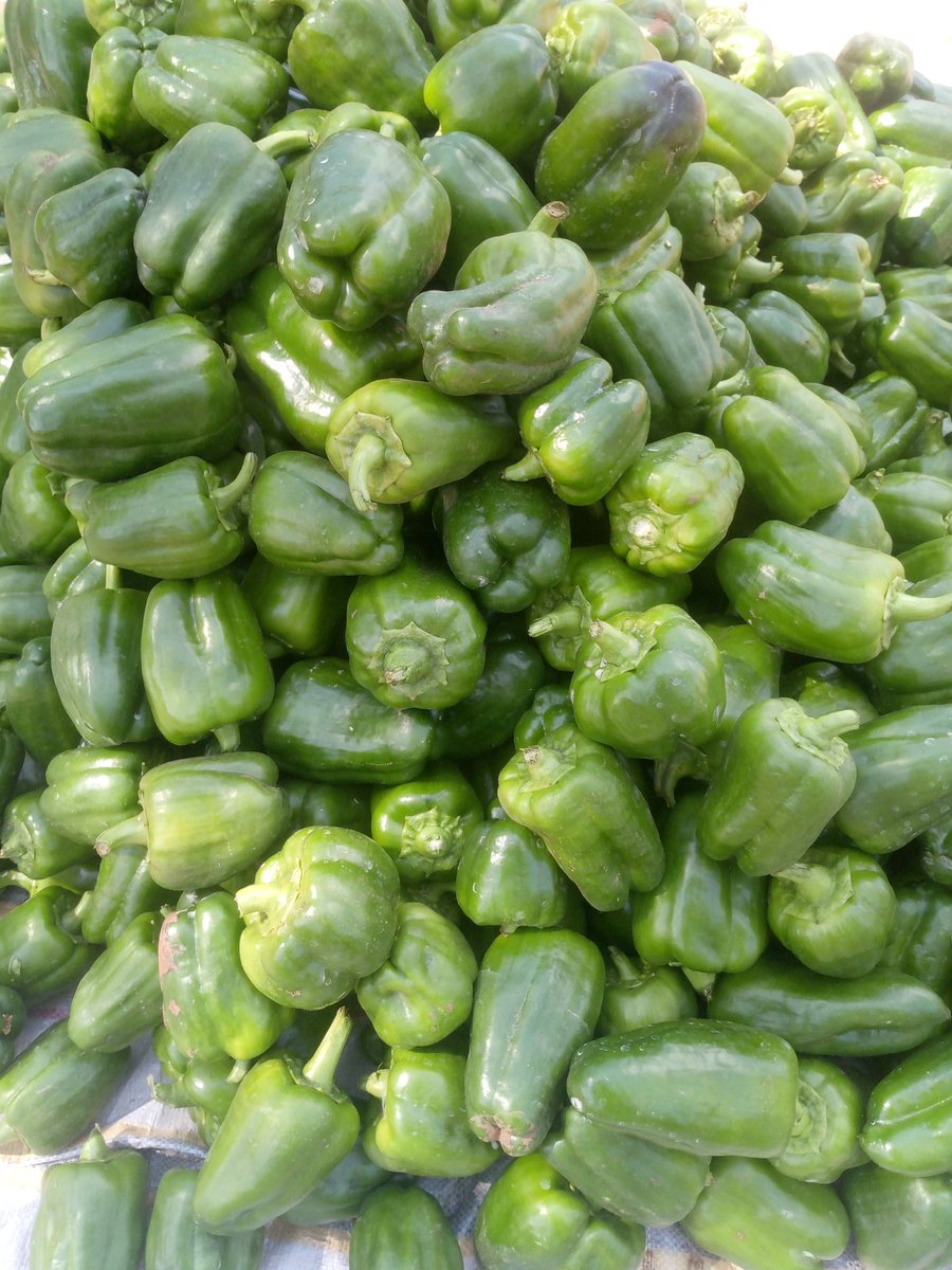Saumu Farms🧄 (@nalimasaumu) on Twitter photo <a href="/gabyconscious/">𝙶𝙰𝙱𝚈 𝙻𝙾𝚅𝙴𝚂 𝚃𝙴𝙲𝙷 6.0</a> Focus na kupenda unachokifanya
Shambani nabadilisha tu rangi ya templates zangu 😄 <a href="/gabyconscious/">𝙶𝙰𝙱𝚈 𝙻𝙾𝚅𝙴𝚂 𝚃𝙴𝙲𝙷 6.0</a> Focus na kupenda unachokifanya
Shambani nabadilisha tu rangi ya templates zangu 😄
