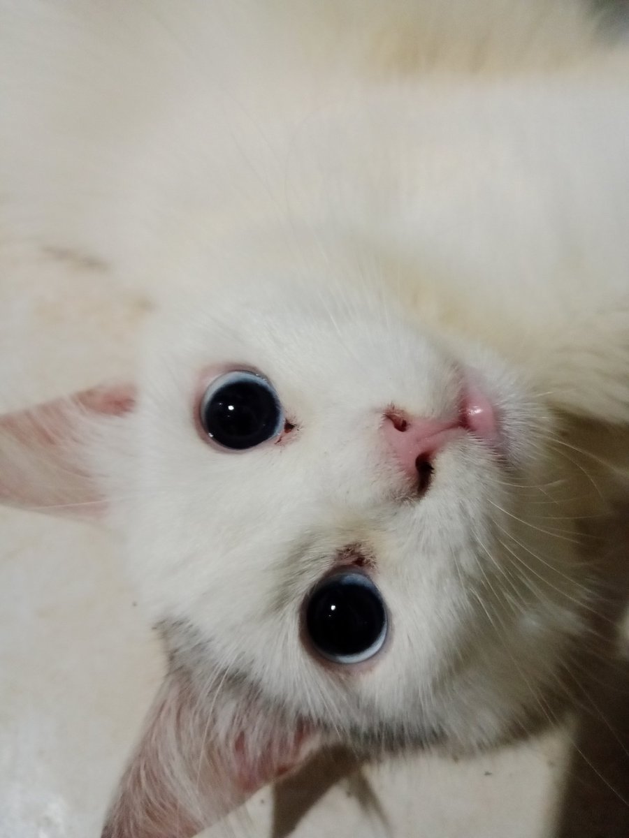 Si Mico kalau jadi manusia ganteng bgt deh plus green flag 😍