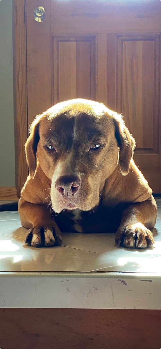 Val_Sommer's tweet image. Hubby just sent me this from home.π₯Ή Good morning from Maple.π