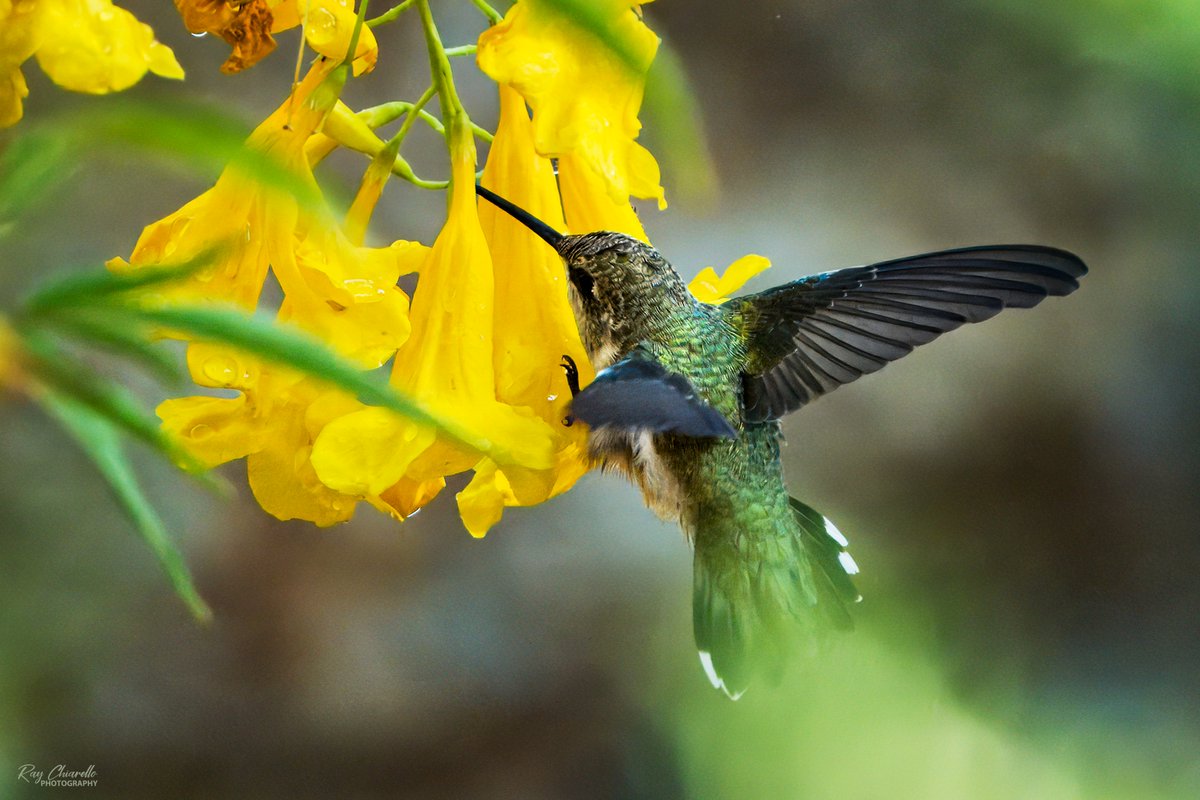 raychiarello's tweet image. Black-chinned hummingbird harvesting water droplets from a Yellow Bells plant in my backyard this morning. #BirdsSeenIn2025 #Birds #MyBirdPic #Birding #BackyardBirding #BirdTwitter #ElPaso #Texas