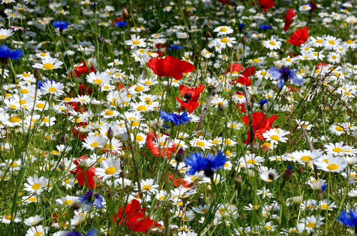 nmaParis's tweet image. Des fleurs pour le 14 juillet :
