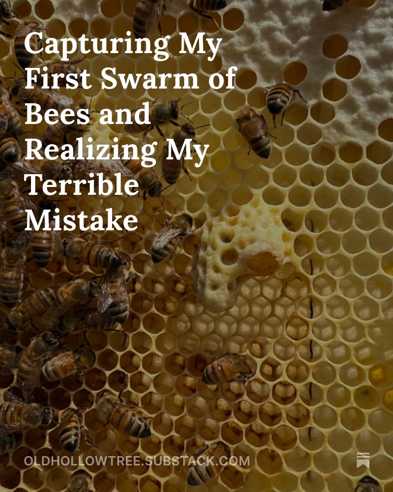 Here, as promised, the longer account of the large swarm of bees, why they swarmed, and what I did terribly, terribly wrong. Link in comments.