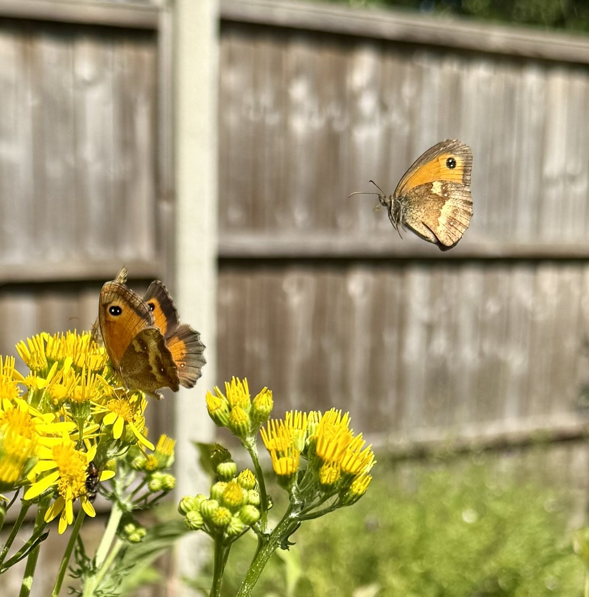 Our wild flower patch doing its thing!

#SouthLondonGarden 🌼