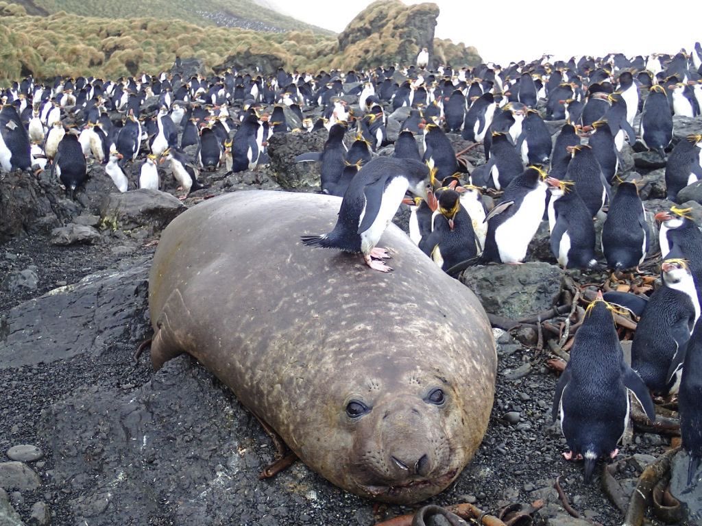 o ij.. Magnifiecent .. his. disguise is so Good , the penguins   mistake.  him   for  a Rock 😮 🪨