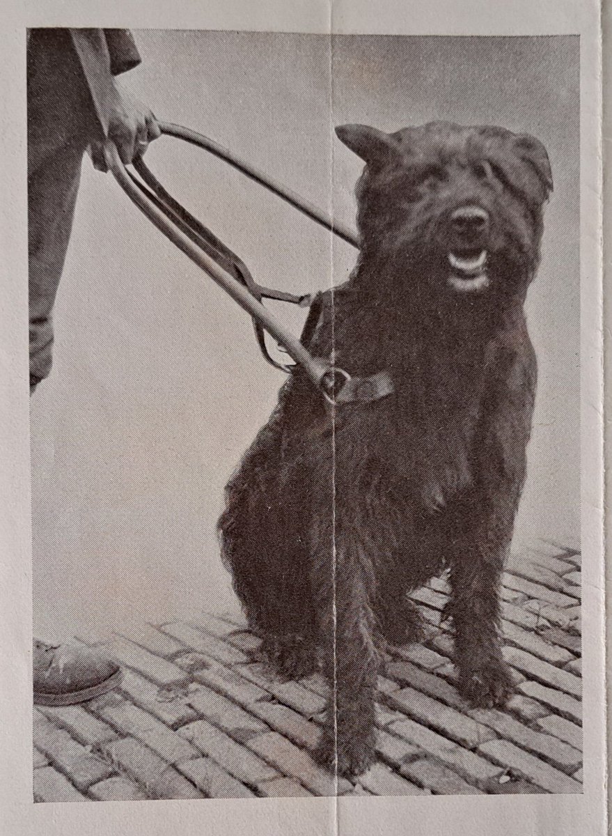 'Hij is de trouwe kameraad van den blinde en helpt hem in staat te zijn zelfstandig in zijn behoeften te kunnen voorzien'
#historie #geleidehond #bouvier Foto en tekst uit folder Nederlandsch Geleidehondenfonds  /1938