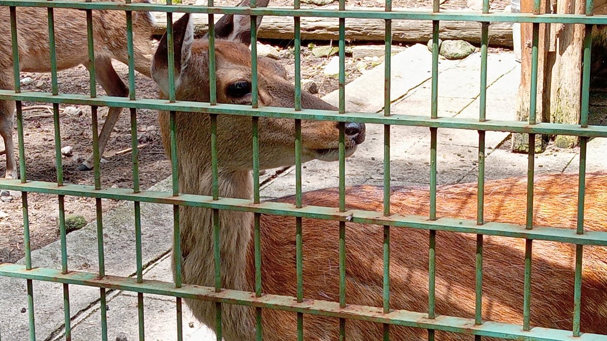 mutsuki__0723's tweet image. かみね動物園から来てくれたシカの女の子｡
お名前が付くといいな!
#弥生いこいの広場
