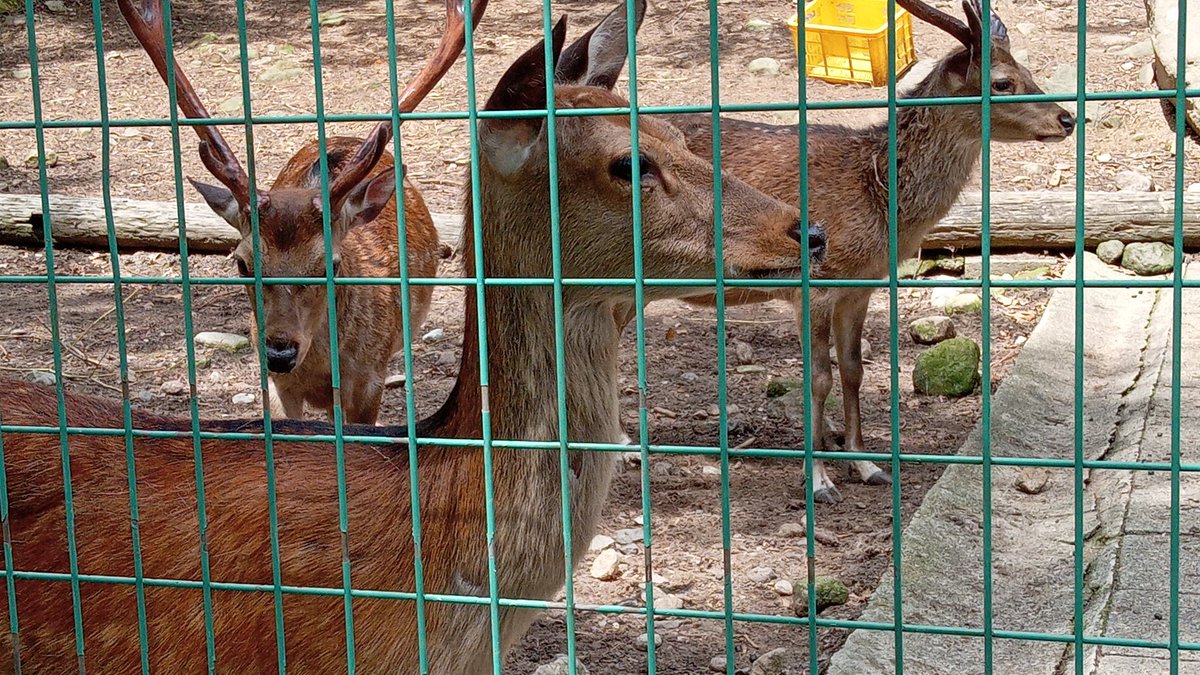 mutsuki__0723's tweet image. かみね動物園から来てくれたシカの女の子｡
お名前が付くといいな!
#弥生いこいの広場