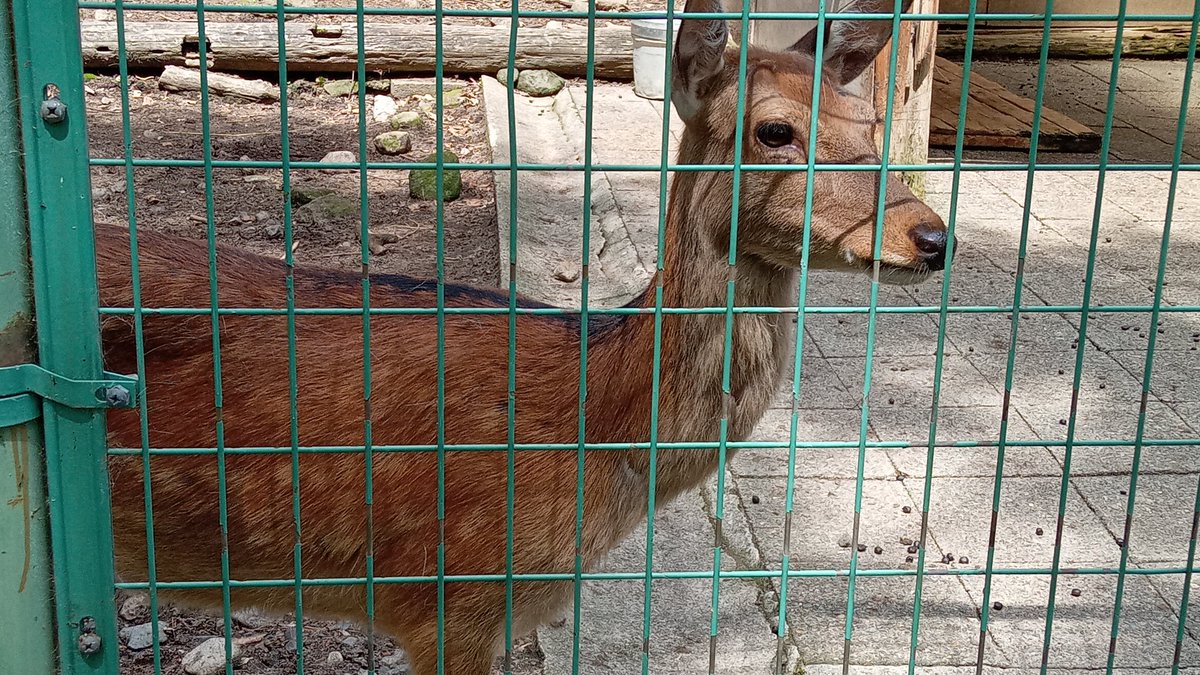 mutsuki__0723's tweet image. かみね動物園から来てくれたシカの女の子｡
お名前が付くといいな!
#弥生いこいの広場