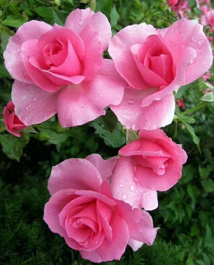 Have a wonderful Sunday My friends 🌺🌼🌹🤍❤️🌿🦋☀️
