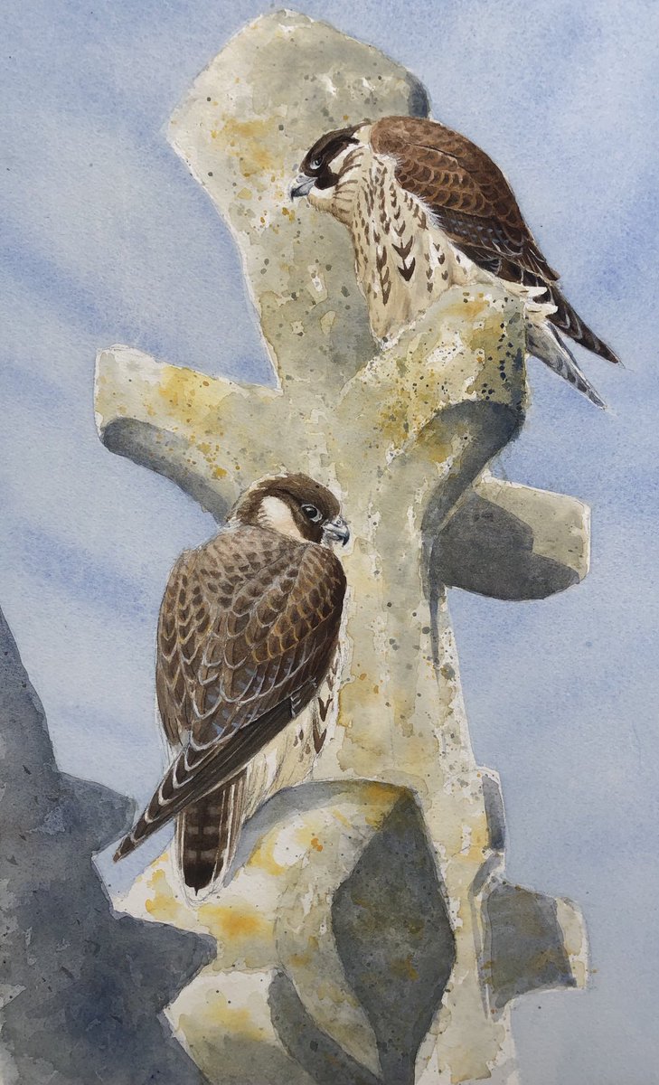 Gary Wright (@garywright62) on Twitter photo Good year <a href="/CromerPeregrine/">Cromer Peregrine Project</a> with 3 young successfully fledged. Best year since 2019 when they first bred here and also raised 3 young Good year <a href="/CromerPeregrine/">Cromer Peregrine Project</a> with 3 young successfully fledged. Best year since 2019 when they first bred here and also raised 3 young